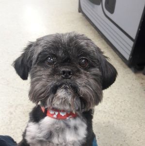 Meet your Posher, Violet